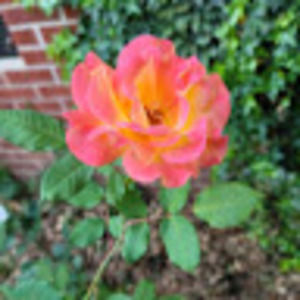 Meet your Posher, Natsha